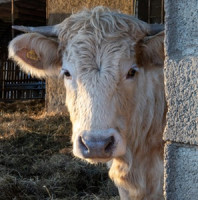 Slintavka a kulhavka; aktuální informace